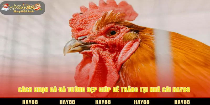 Cách chọn gà đá chuẩn xác HAY88