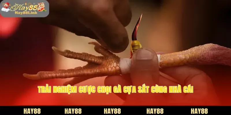 Trải nghiệm cược chọi gà cựa sắt cùng nhà cái