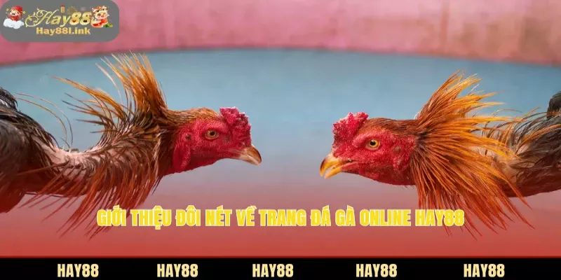 Trang Đá Gà Online HAY88 Livestream Full HD, Cược Cực Mượt 2 Giới thiệu đôi nét về trang đá gà online HAY88