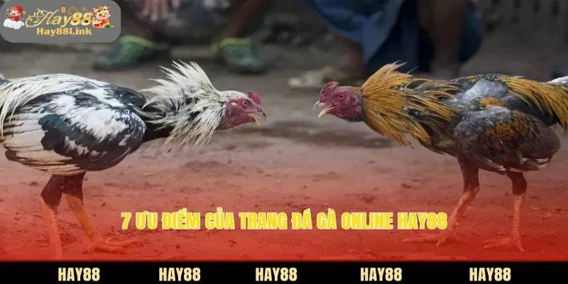 Trang Đá Gà Online HAY88 Livestream Full HD, Cược Cực Mượt 3 7 ưu điểm của trang đá gà online HAY88