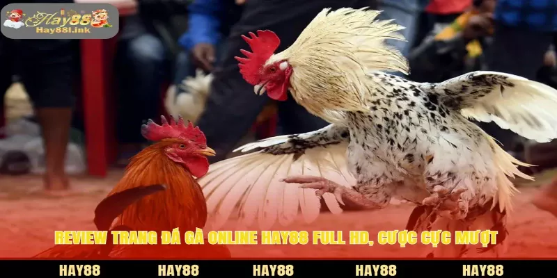 Trang đá gà online HAY88