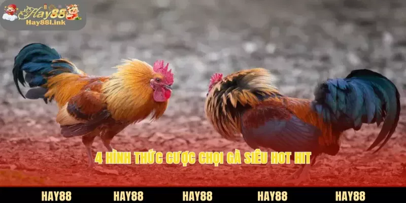 4 hình thức cược chọi gà siêu hot hit