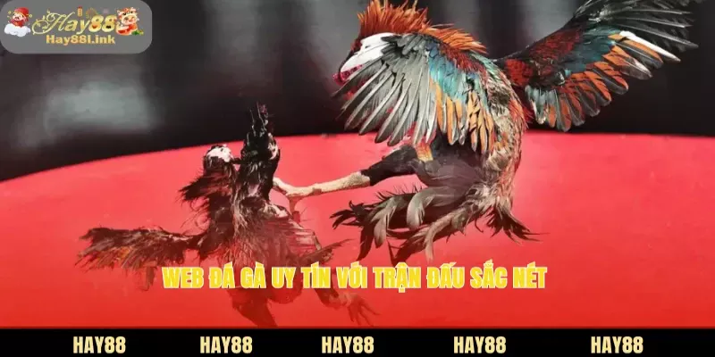 Web đá gà uy tín với trận đấu sắc nét 
