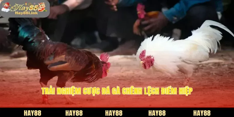 Trải nghiệm cược đá gà chênh lệch điểm hiệp